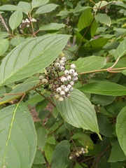 Cornus alba