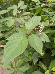 Cornus alba