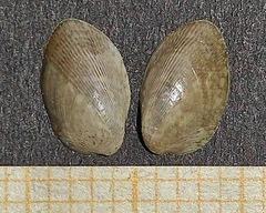 Musculus costulatus