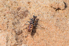 Ellipsoptera macra