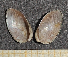 Musculus costulatus