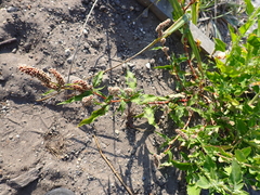 Persicaria maculosa