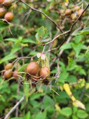 Rosa glauca