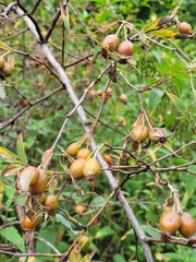 Rosa glauca