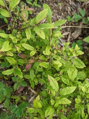 Vaccinium myrtilloides image