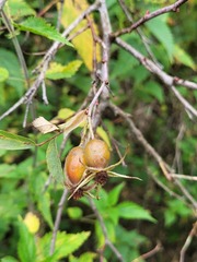 Rosa glauca