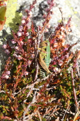 Cophopodisma pyrenaea