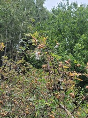 Rosa glauca