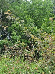 Rosa glauca