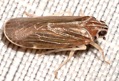 Synecdoche impunctata
