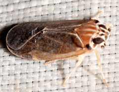 Synecdoche impunctata