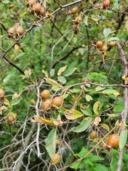 Rosa glauca