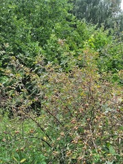 Rosa glauca