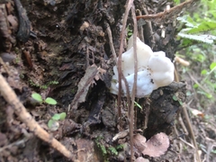 Helvella lactea