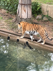 Panthera tigris altaica