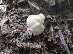 Helvella lactea