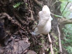 Helvella lactea