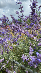 Salvia yangii