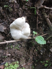 Helvella lactea
