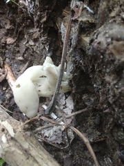 Helvella lactea