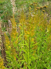 Solidago × niederederi
