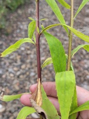 Solidago × niederederi