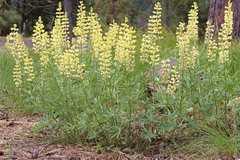 Lupinus sulphureus