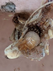 Tidarren sisyphoides