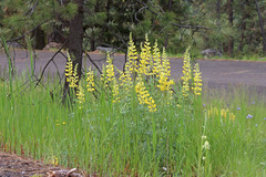 Lupinus sulphureus
