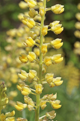 Lupinus sulphureus