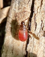 Arocatus melanocephalus