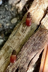 Arocatus melanocephalus