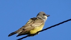 Tyrannus vociferans
