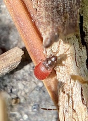 Arocatus melanocephalus