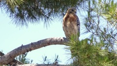 Buteo lineatus