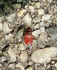 Arocatus melanocephalus