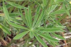 Lupinus sulphureus