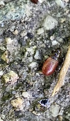 Arocatus melanocephalus