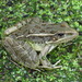 Rio Grande Leopard Frog - Photo (c) John Brush, some rights reserved (CC BY-NC)
