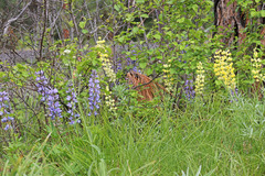 Lupinus sulphureus