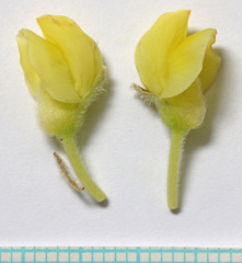 Lupinus sulphureus