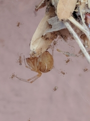 Tidarren sisyphoides