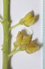 Lupinus sulphureus
