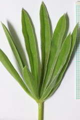 Lupinus sulphureus