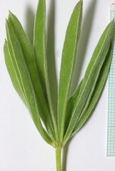 Lupinus sulphureus