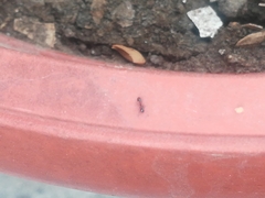 Monomorium floricola