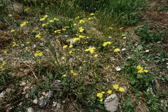 Crepis ramosissima