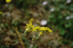 Crepis ramosissima