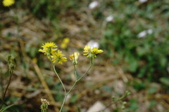Crepis ramosissima