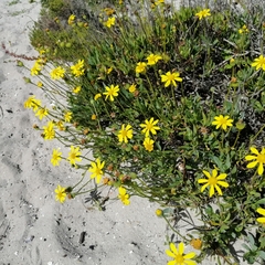 Othonna coronopifolia